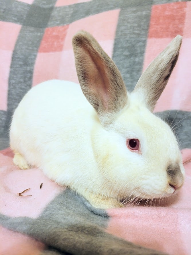 Martina, a Adoptable mixed breed in Ames, IA image 1/4