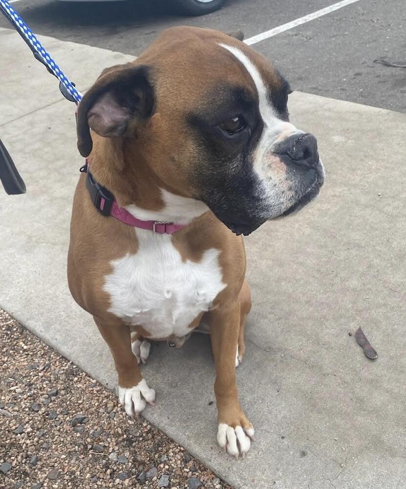 Cecil, Adoptable, Adult Male Boxer.