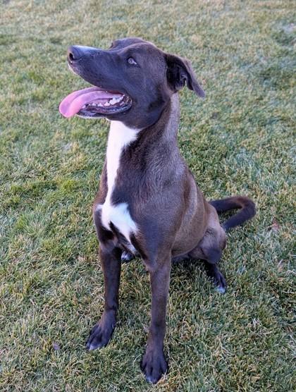 Enlarge Buzz, a Adoptable mixed breed in Portola, CA image 1/3