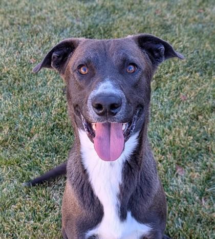 Enlarge Buzz, a Adoptable mixed breed in Portola, CA image 1/3