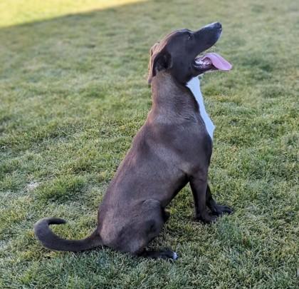 Enlarge Buzz, a Adoptable mixed breed in Portola, CA image 2/3
