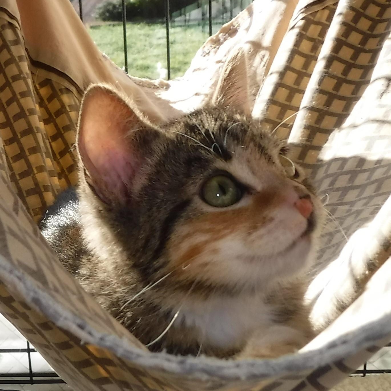 Enlarge Nicole - Super Cute & Affectionate, a ADOPTABLE Calico in Hoquiam, WA image 1/5