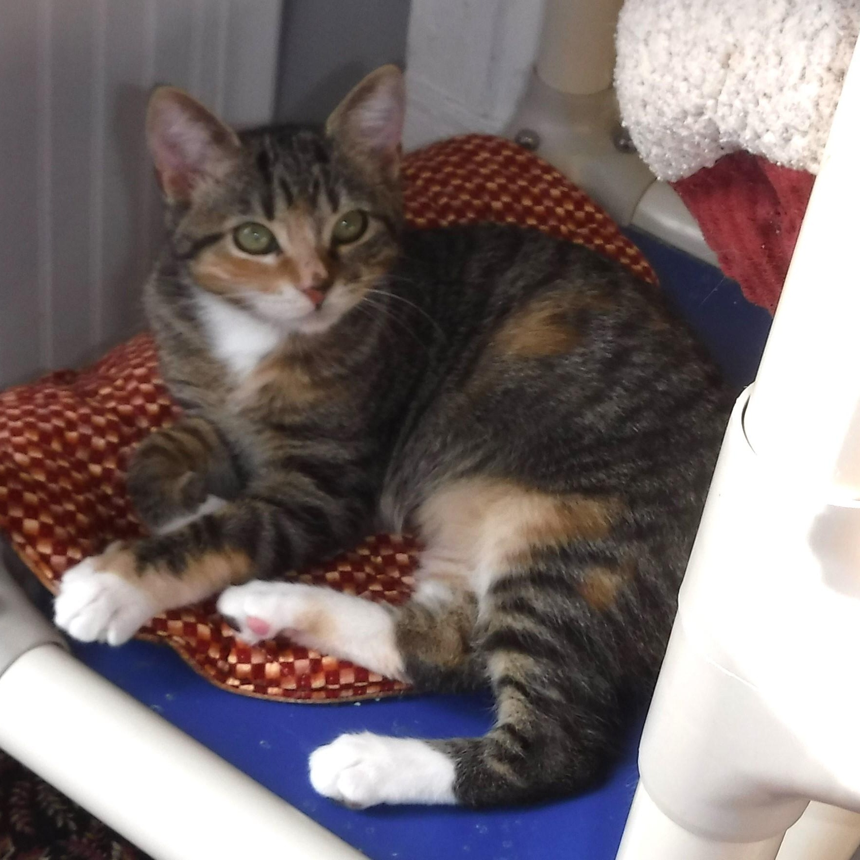 Enlarge Nicole - Super Cute & Affectionate, a ADOPTABLE Calico in Hoquiam, WA image 2/5