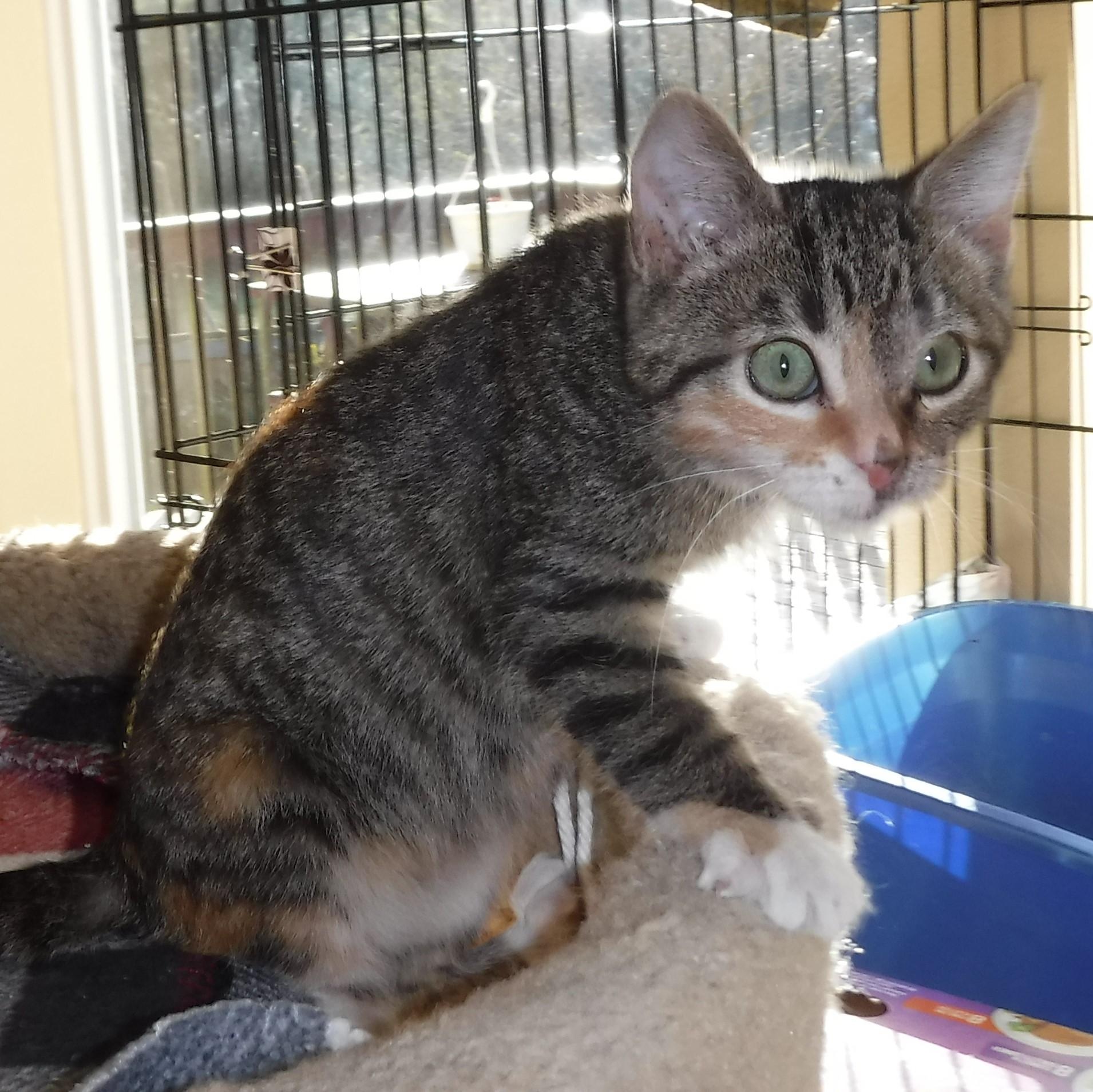 Enlarge Nicole - Super Cute & Affectionate, a ADOPTABLE Calico in Hoquiam, WA image 3/5