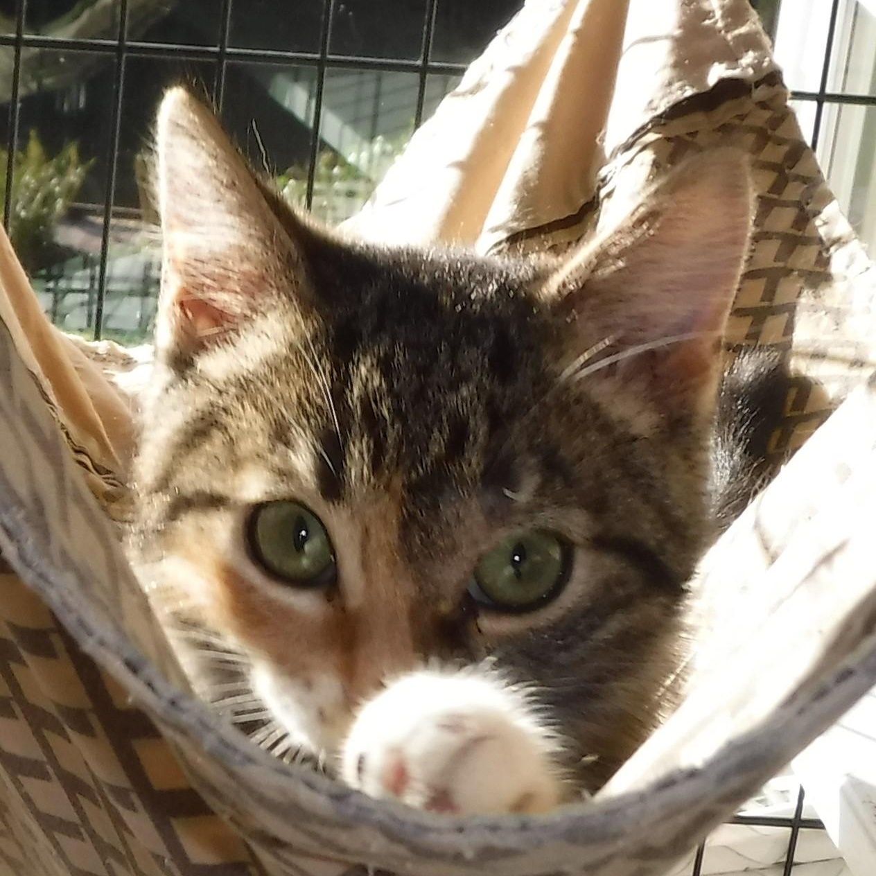 Enlarge Nicole - Super Cute & Affectionate, a ADOPTABLE Calico in Hoquiam, WA image 4/5