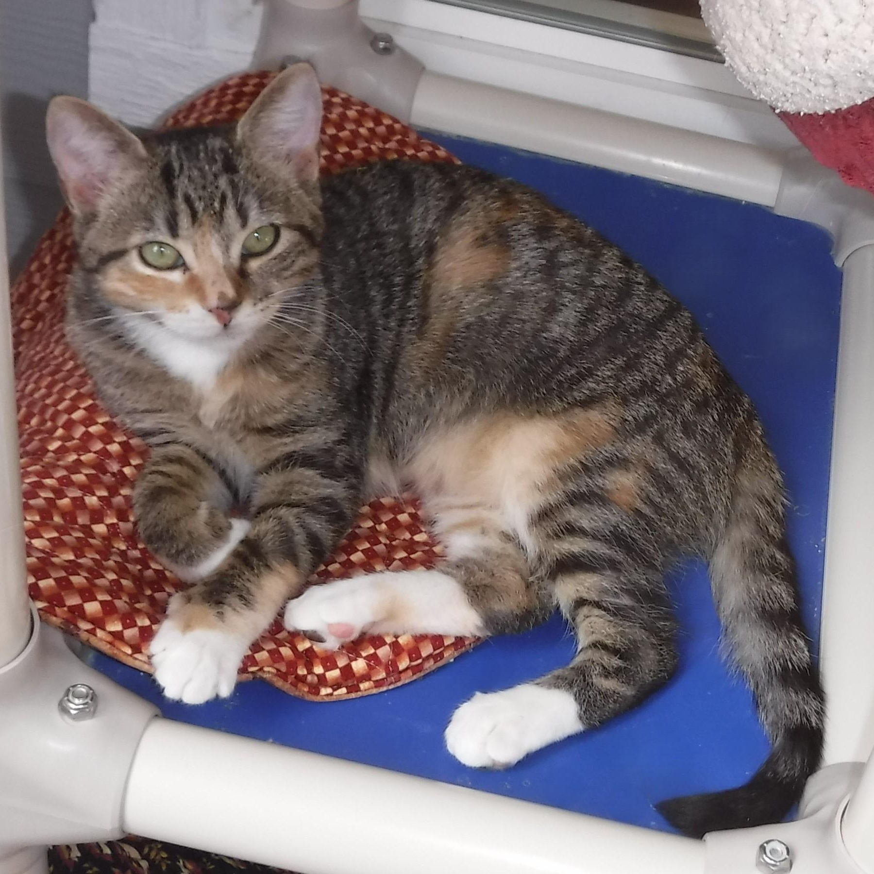 Enlarge Nicole - Super Cute & Affectionate, a ADOPTABLE Calico in Hoquiam, WA image 5/5