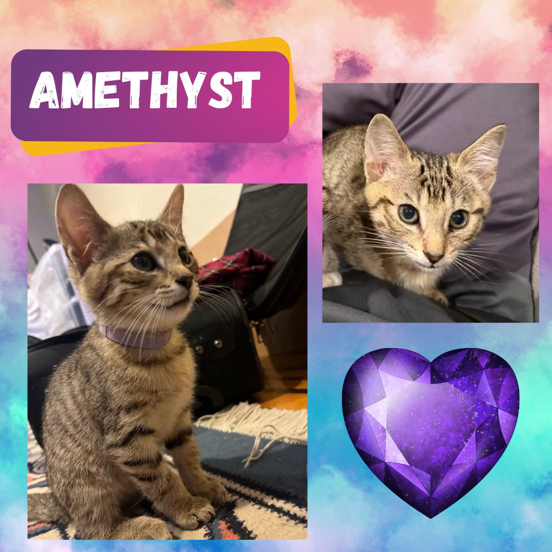 The Purring Gemstones : Amethyst, Jasper, and  Colbalt