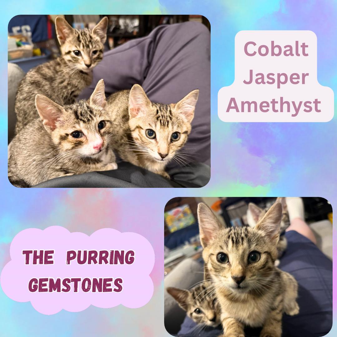 The Purring Gemstones : Amethyst, Jasper, and  Colbalt