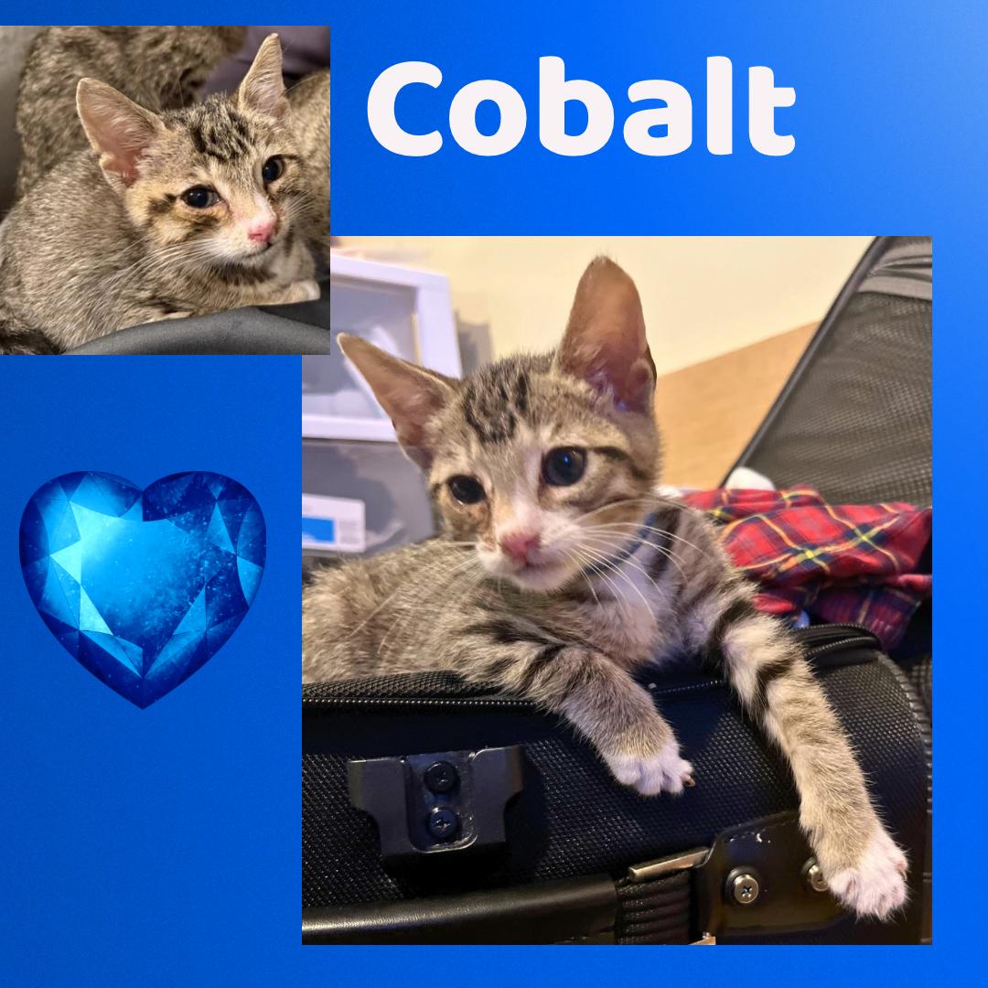 The Purring Gemstones : Amethyst, Jasper, and  Colbalt