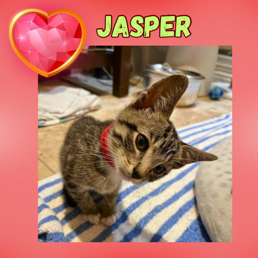 The Purring Gemstones : Amethyst, Jasper, and  Colbalt