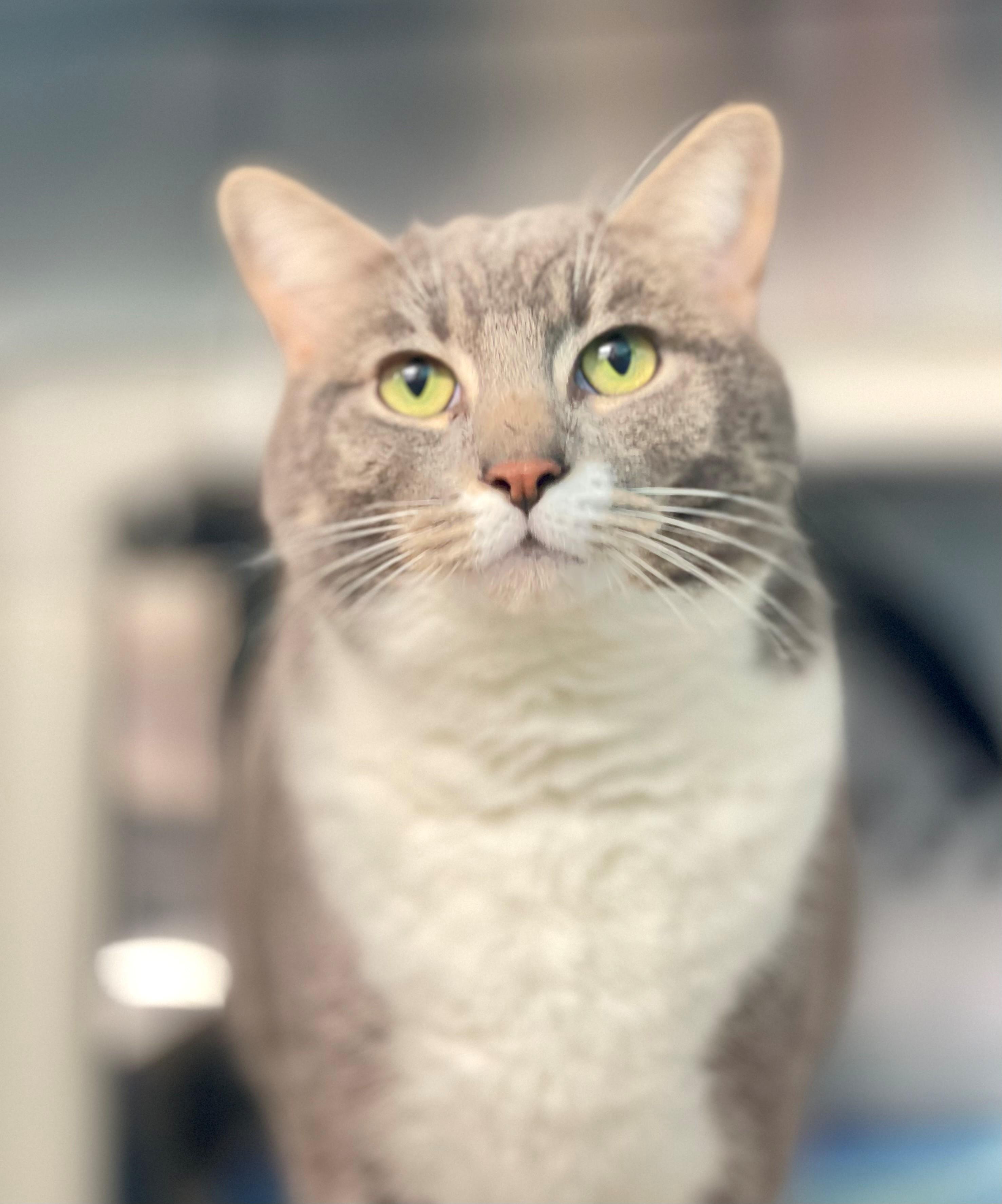 Enlarge Bubbles, an adoptable Domestic Short Hair in Hamilton, ON image 2/2