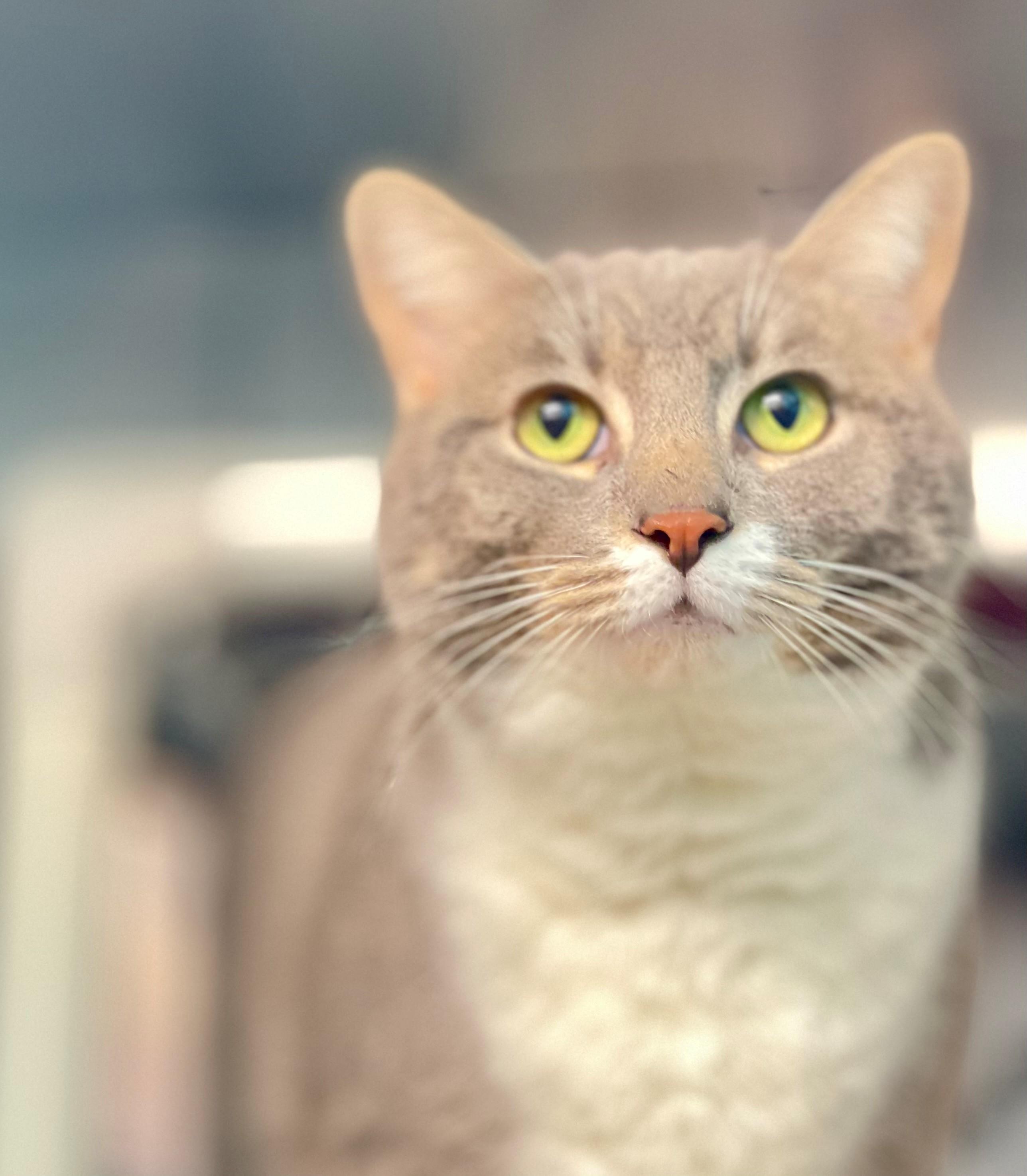 Enlarge Bubbles, an adoptable Domestic Short Hair in Hamilton, ON image 1/2