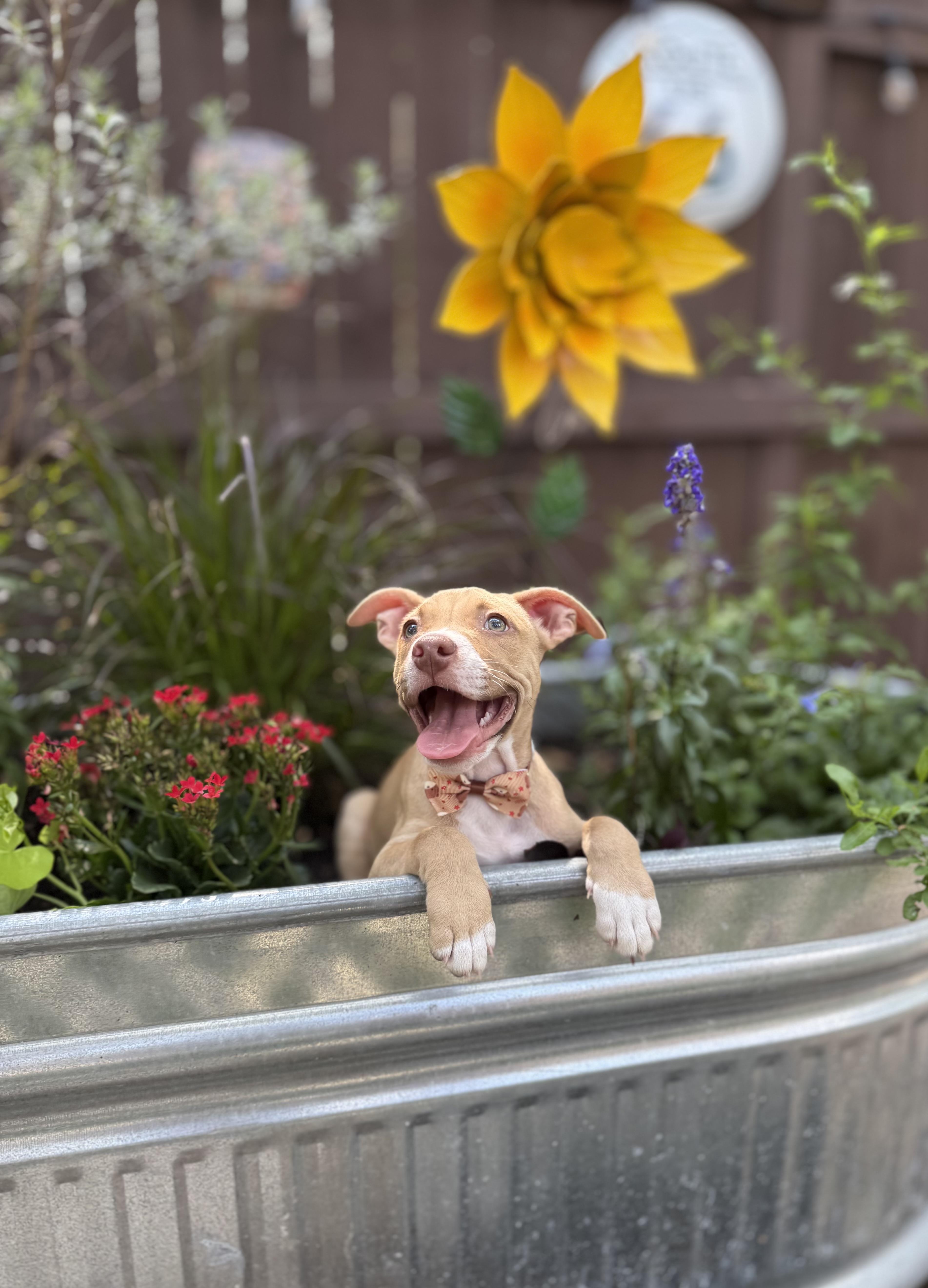 Biscuit, a Adoptable mixed breed in Austin, TX image 1/5