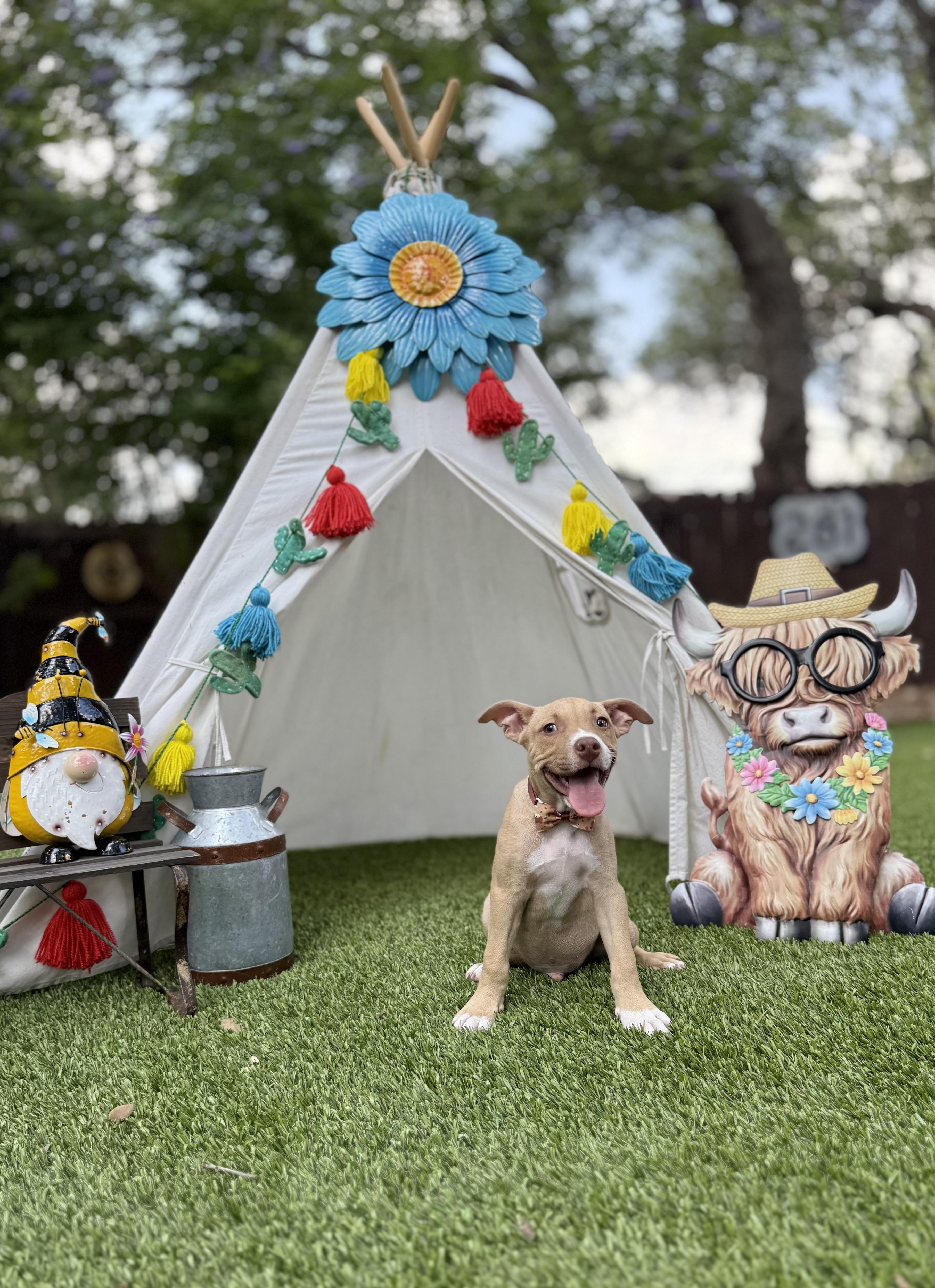 Biscuit, a Adoptable mixed breed in Austin, TX image 4/5