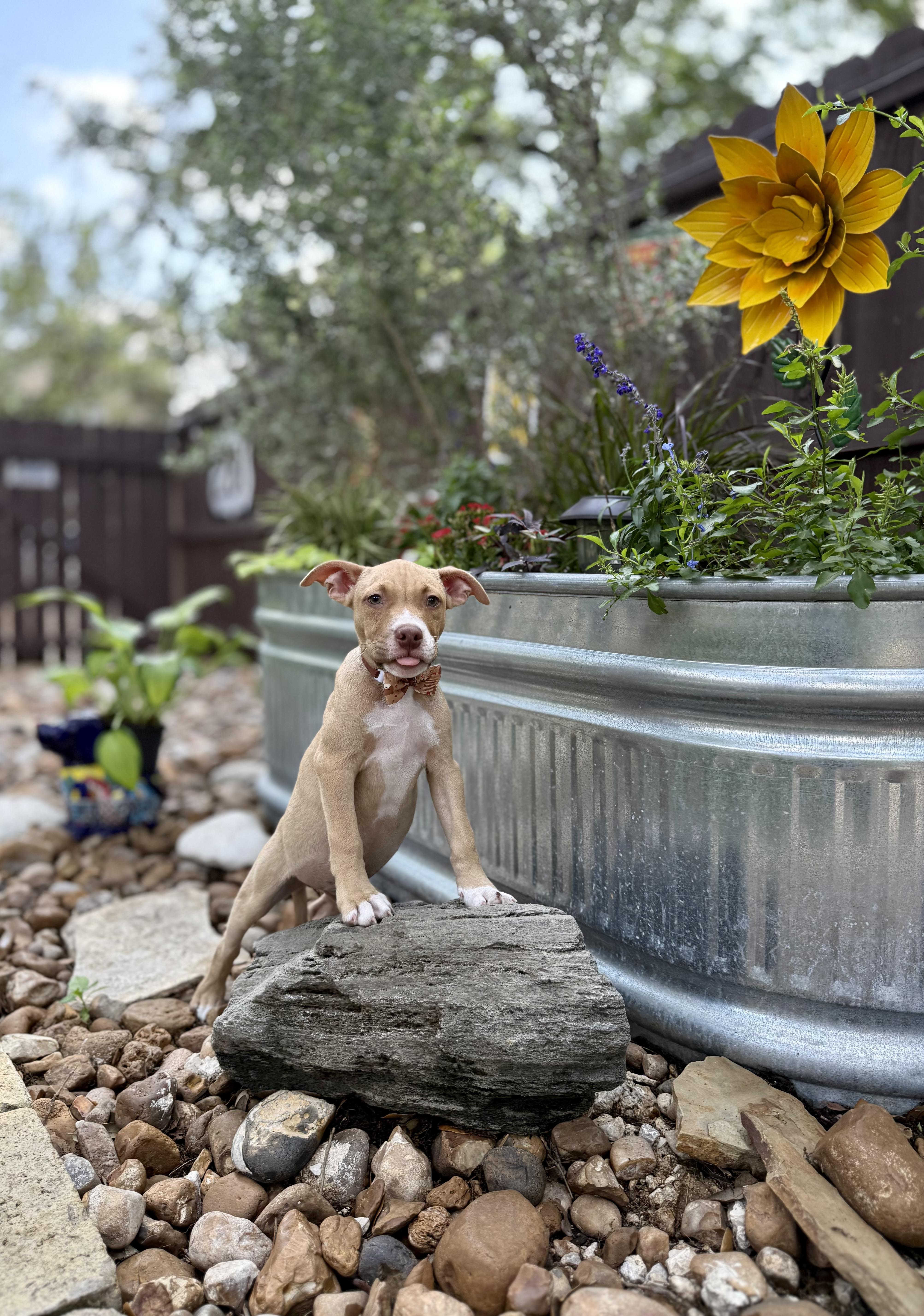Biscuit, a Adoptable mixed breed in Austin, TX image 5/5