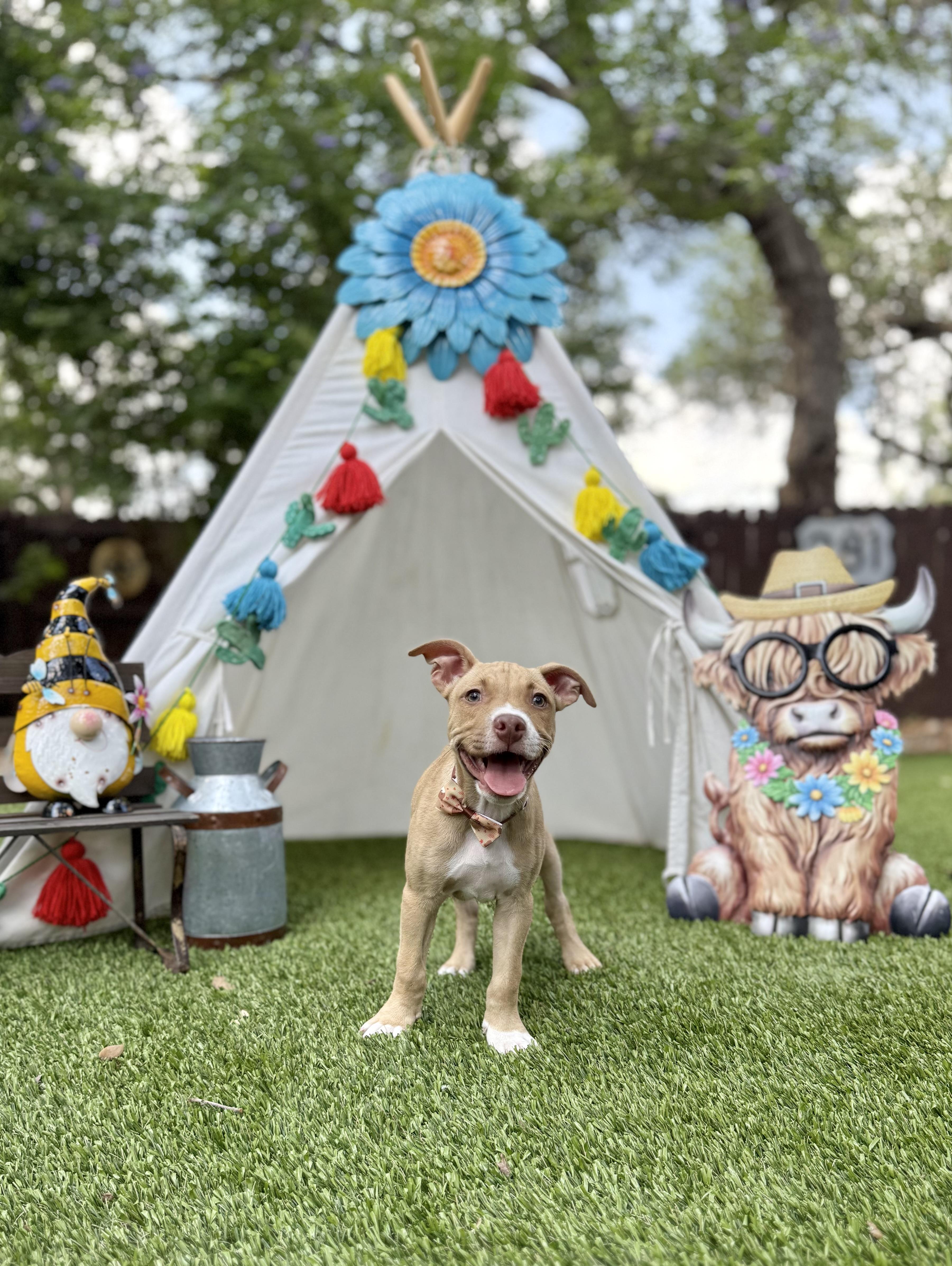 Biscuit, a Adoptable mixed breed in Austin, TX image 3/5