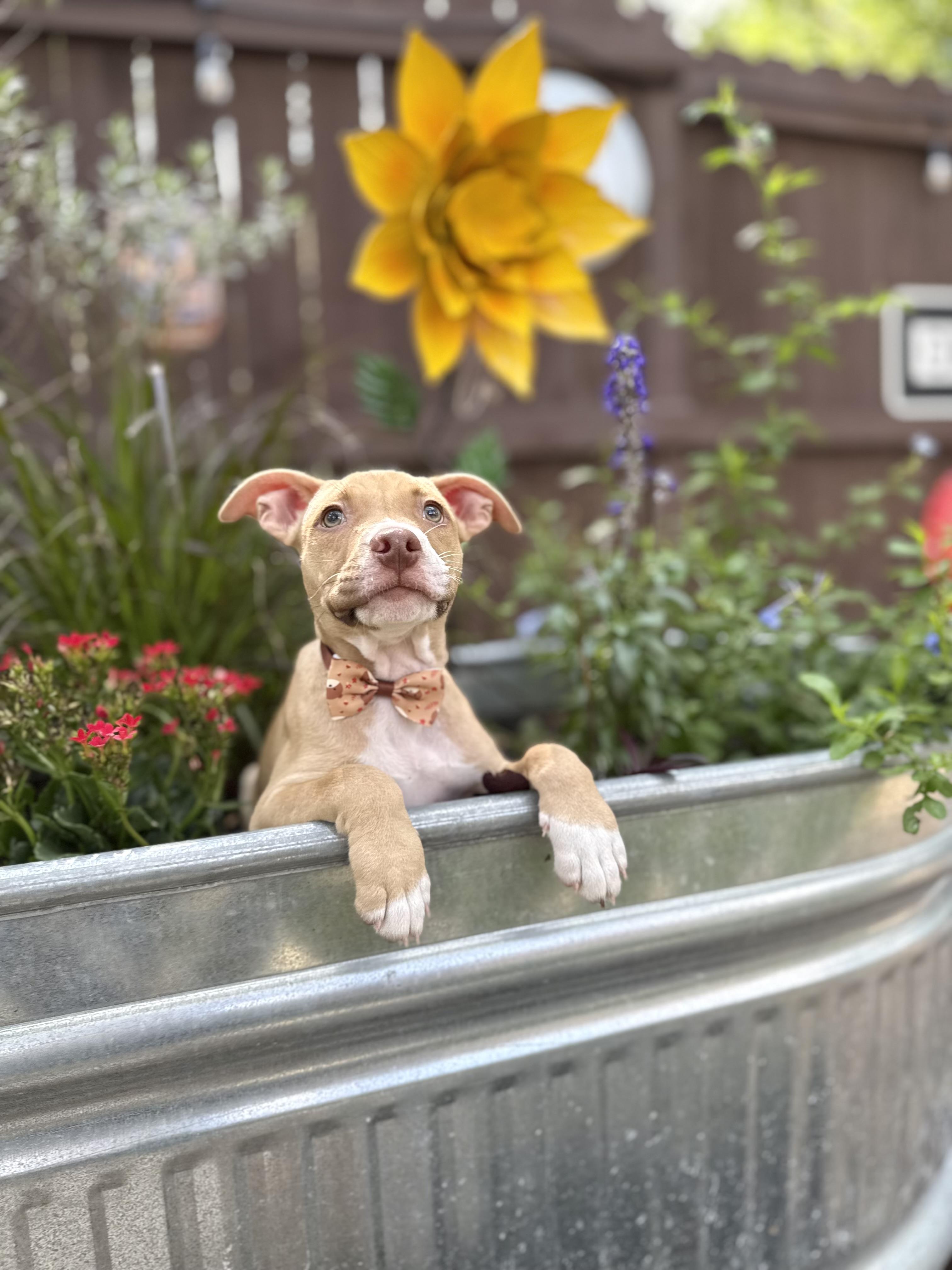 Biscuit, a Adoptable mixed breed in Austin, TX image 2/5