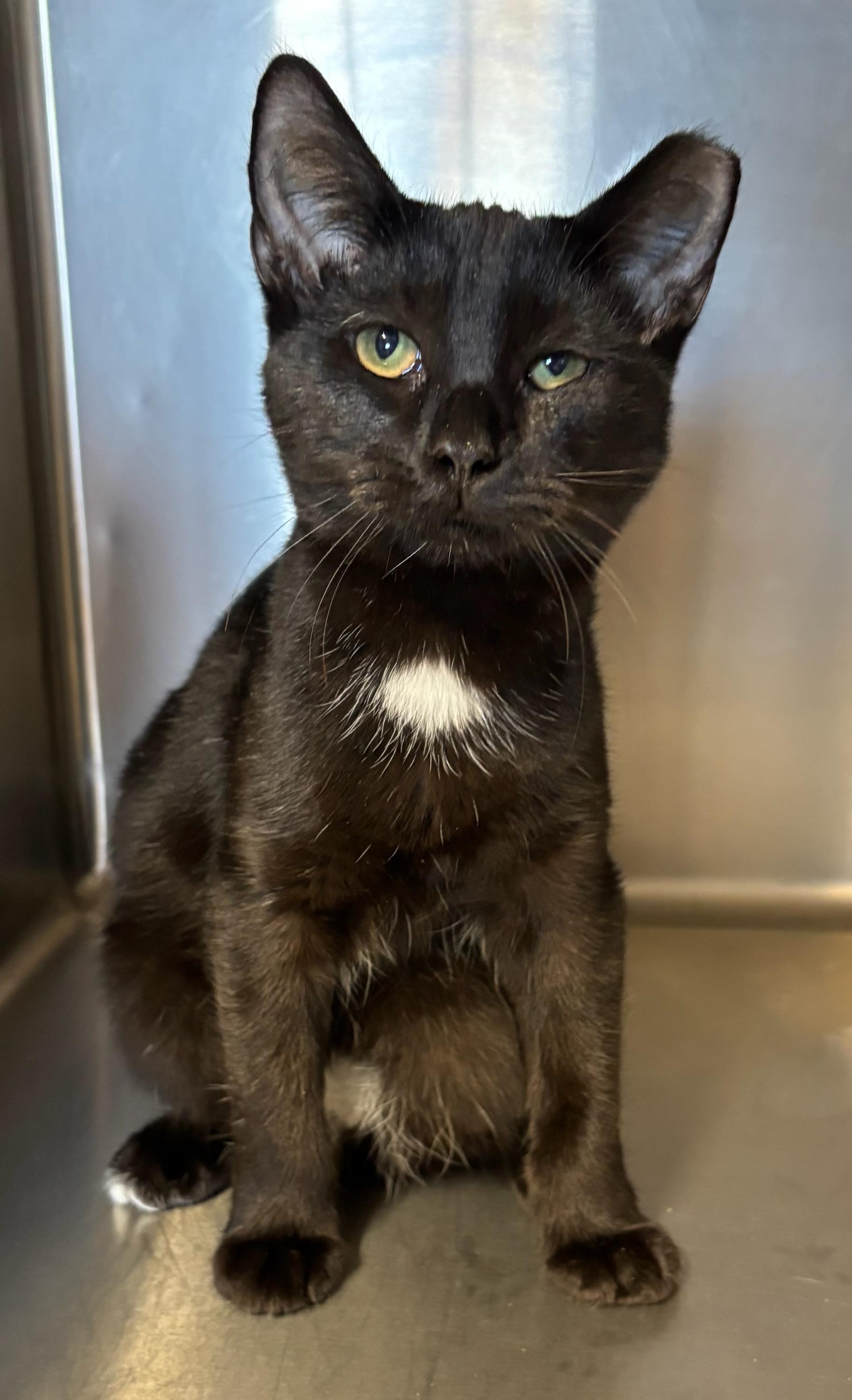 Enlarge Tipper, an adopted mixed breed in Snow Hill, NC image 1/1