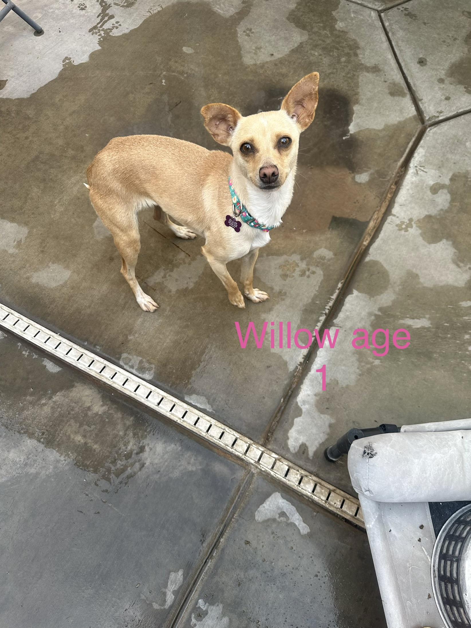 Enlarge Willow , an adoptable Chihuahua in Las Vegas, NV image 1/1