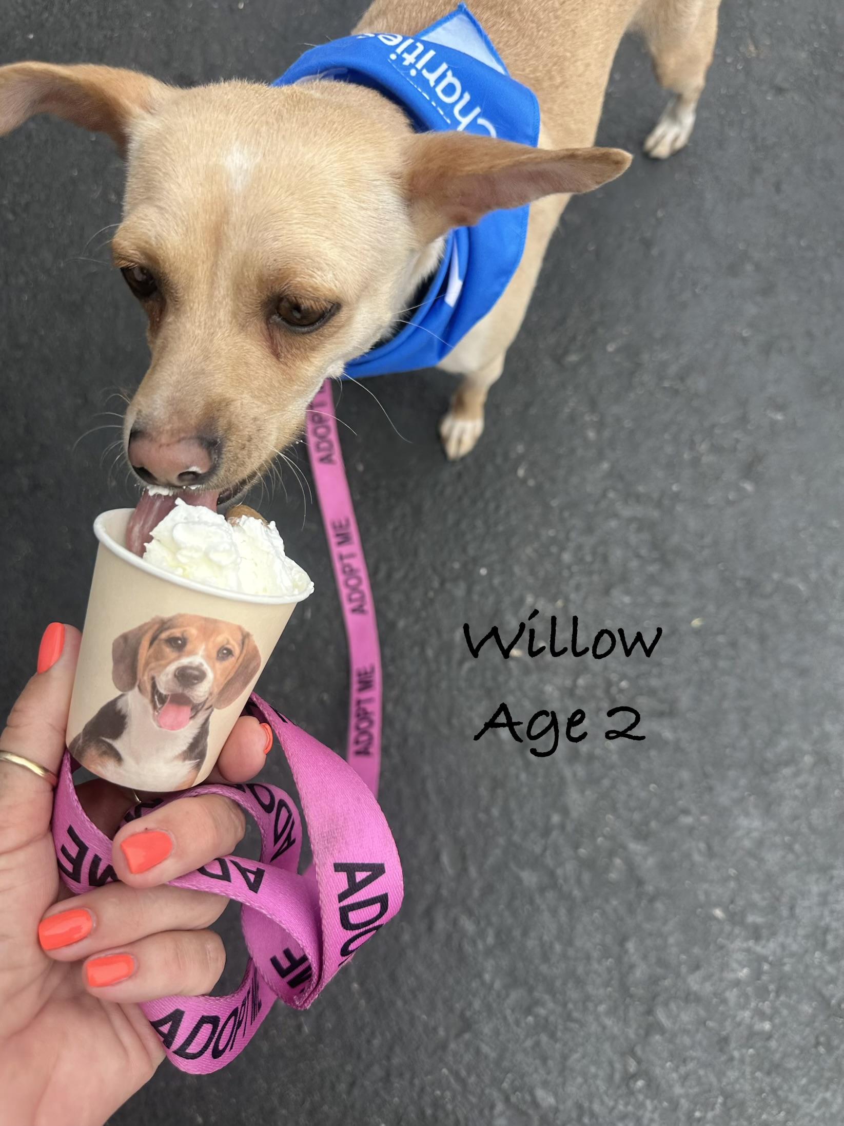 Willow , adoptable, Young Female Chihuahua.