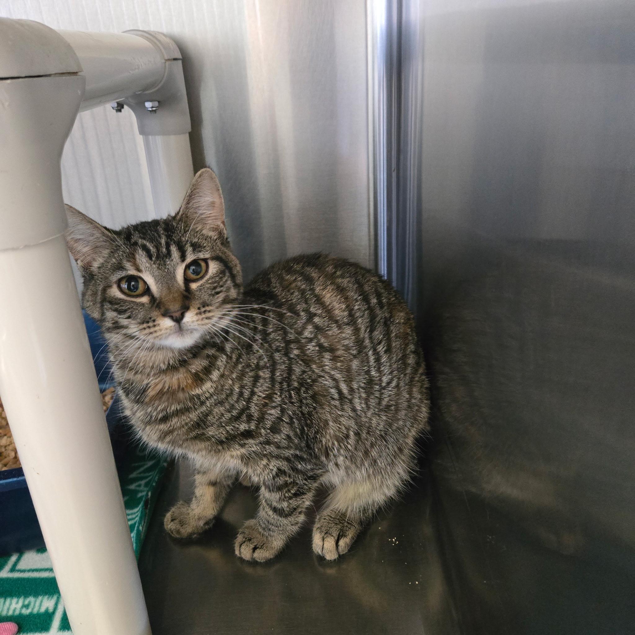 Enlarge Regina, a Adoptable Tabby in West Branch, MI image 1/1