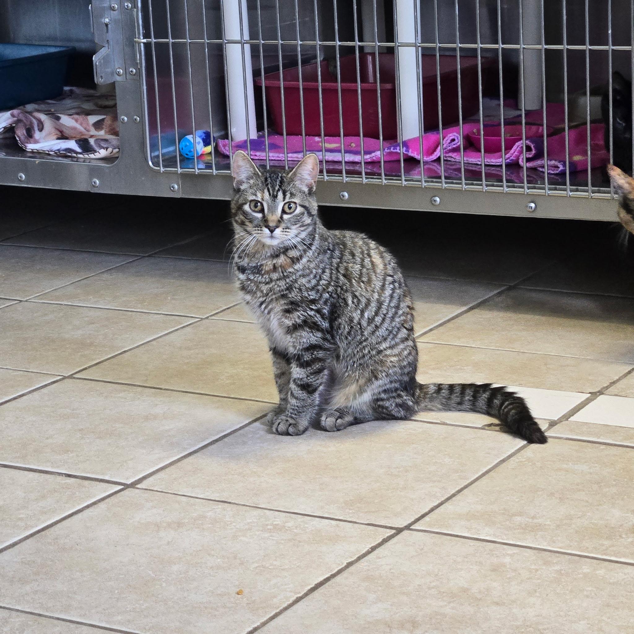 Regina, Adoptable, Young Female Tabby.