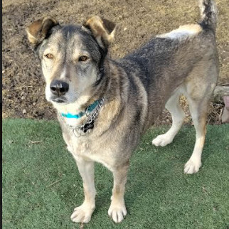 Enlarge Roger, a Adoptable mixed breed in Barrington Hills, IL image 1/9