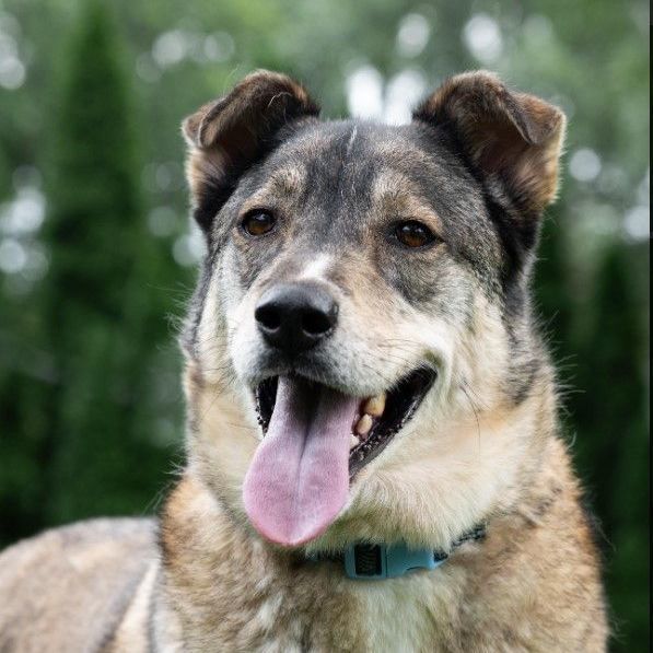 Enlarge Roger, a Adoptable mixed breed in Barrington Hills, IL image 2/9