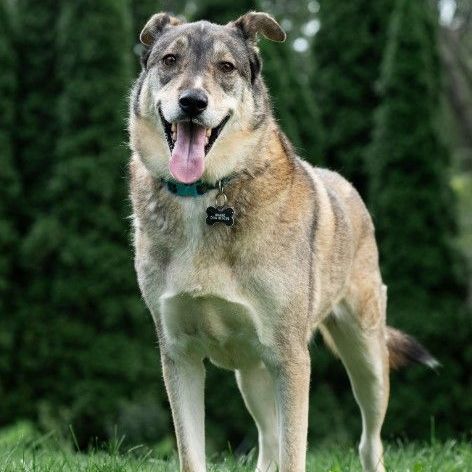 Enlarge Roger, a Adoptable mixed breed in Barrington Hills, IL image 3/9