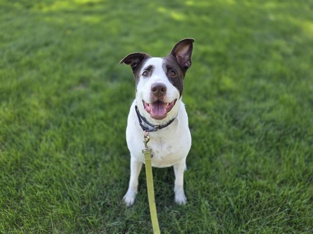 ORBIT, Adoptable, Young Male Labrador Retriever & Mixed Breed.