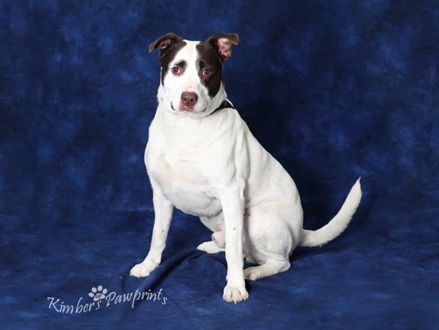 ORBIT, Adoptable, Young Male Labrador Retriever & Mixed Breed.