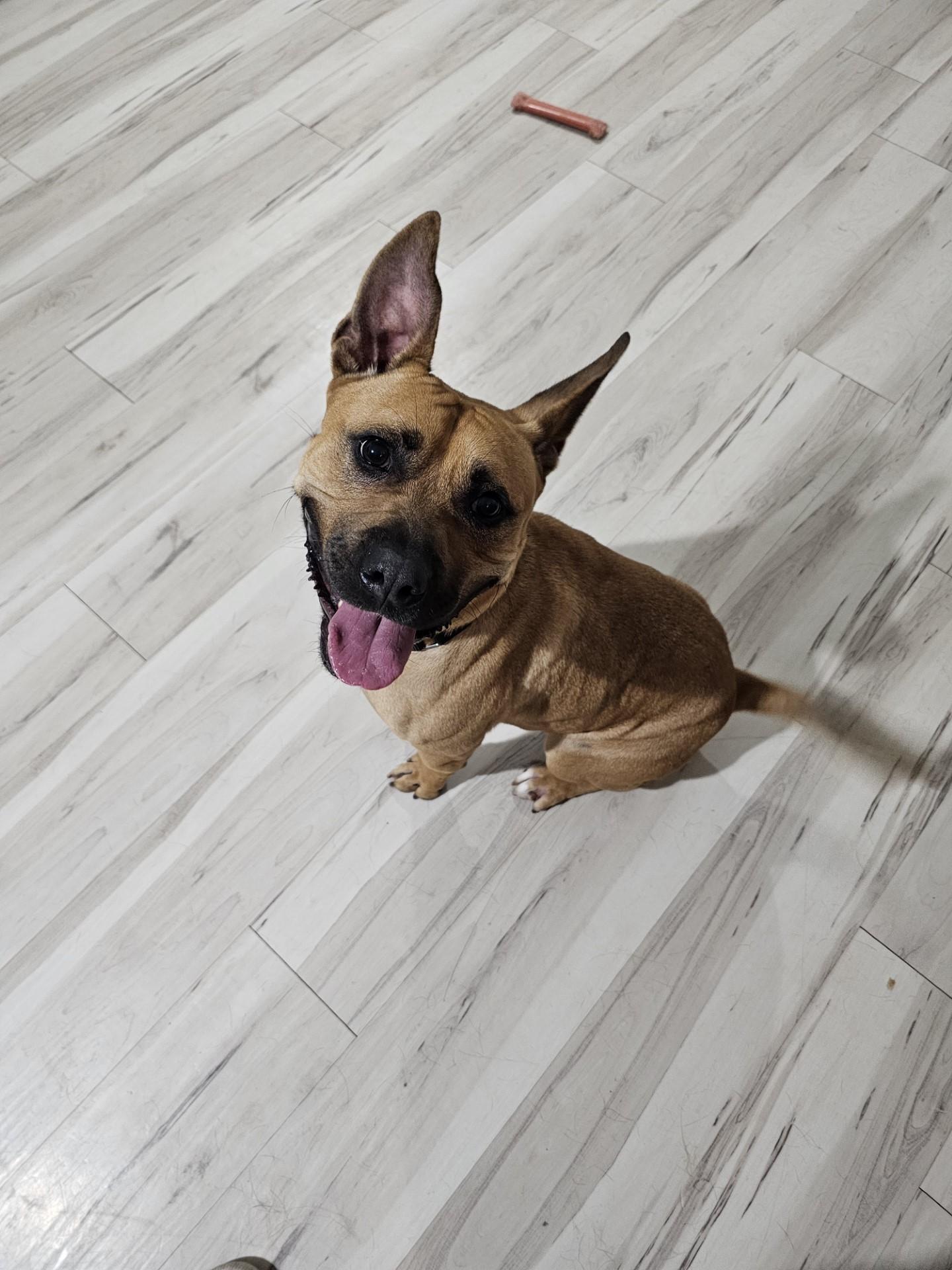 Happy Snaps, a Adoptable mixed breed in Mesa, AZ image 1/3