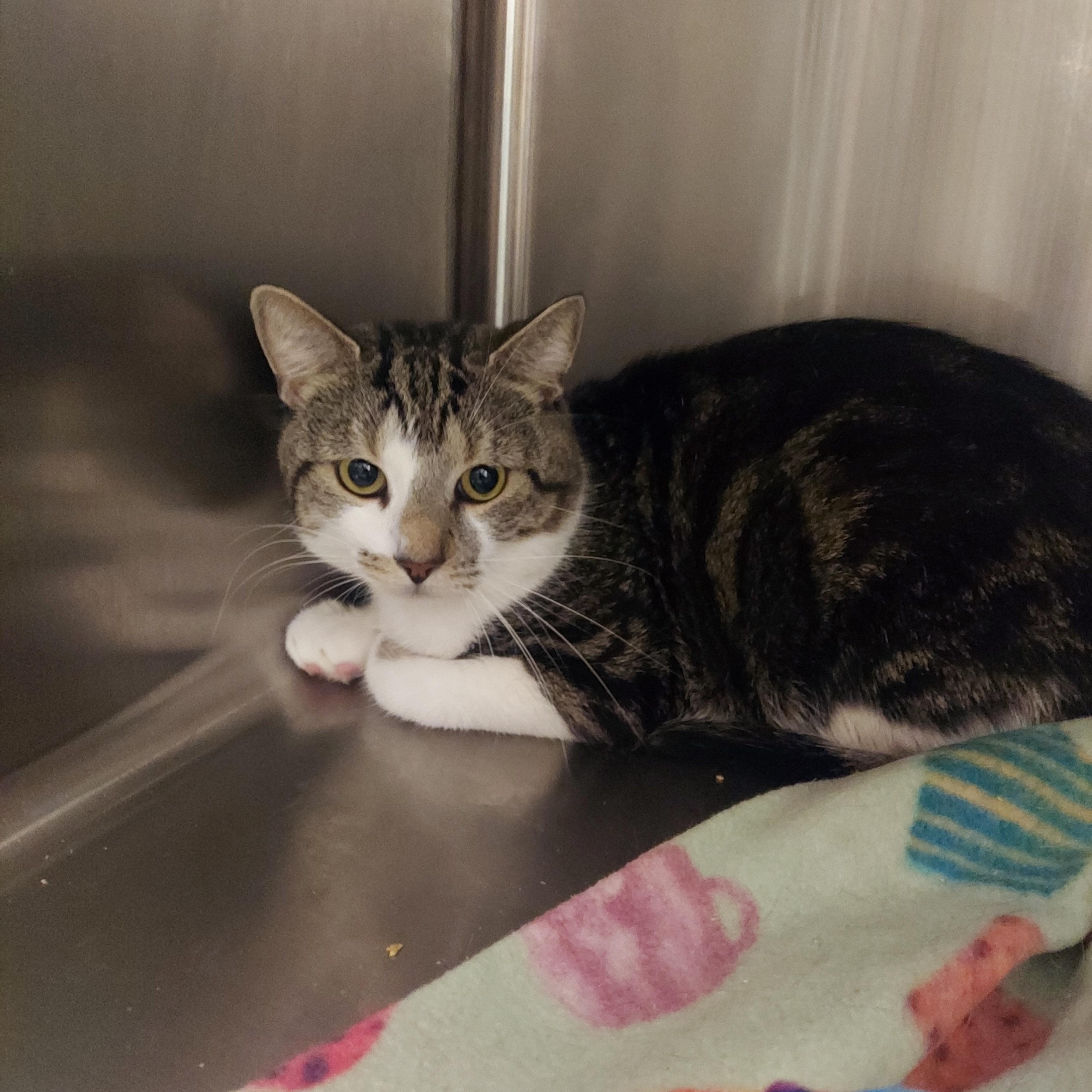 59, ADOPTABLE, Adult Male Domestic Short Hair.
