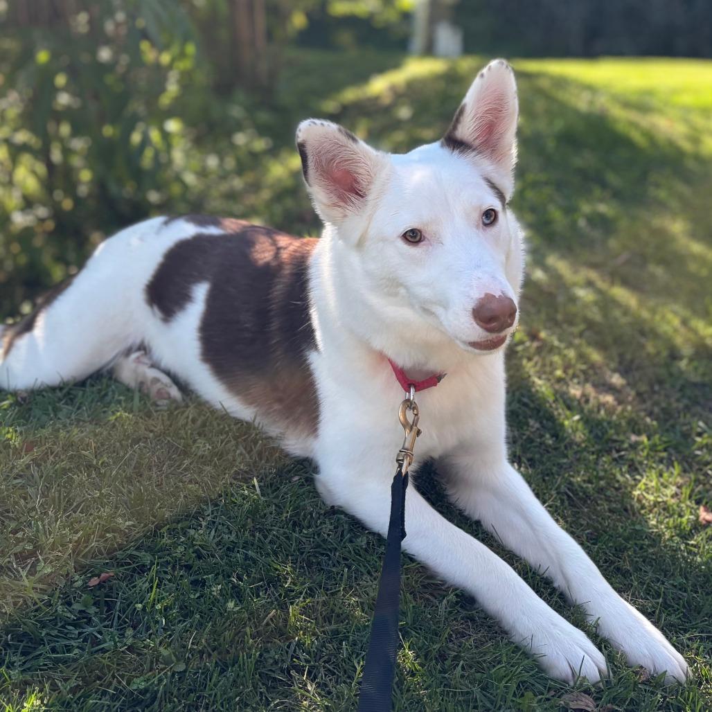Enlarge Hazel, a Adoptable mixed breed in Briarcliff Manor, NY image 1/6