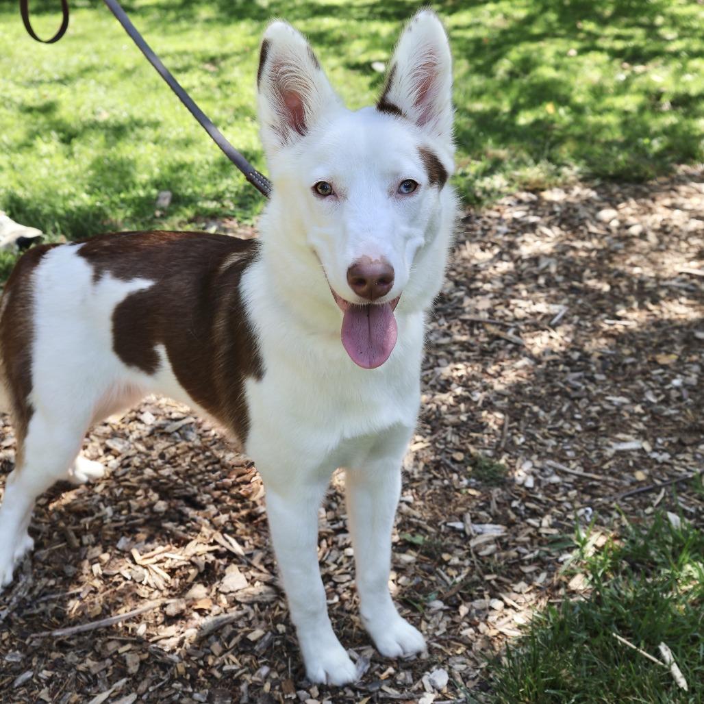 Enlarge Hazel, a Adoptable mixed breed in Briarcliff Manor, NY image 2/6