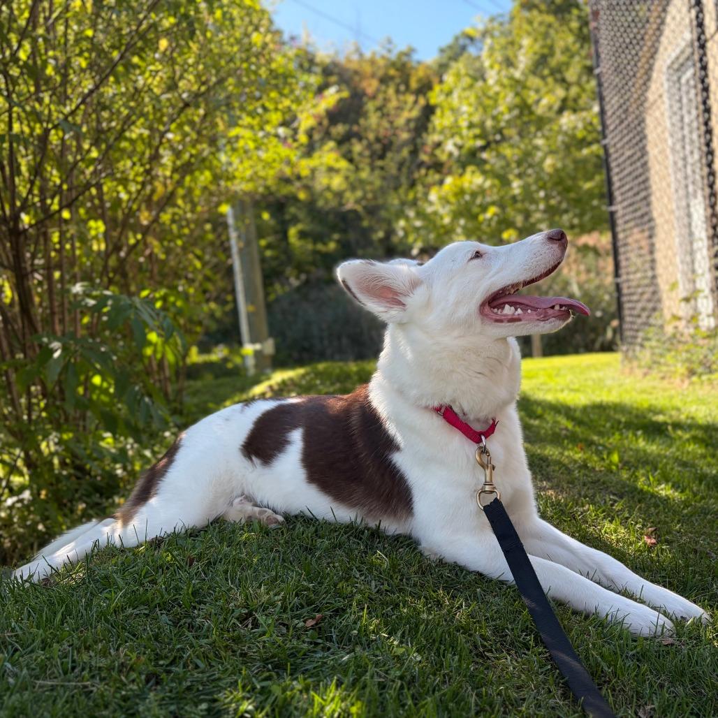 Enlarge Hazel, a Adoptable mixed breed in Briarcliff Manor, NY image 3/6