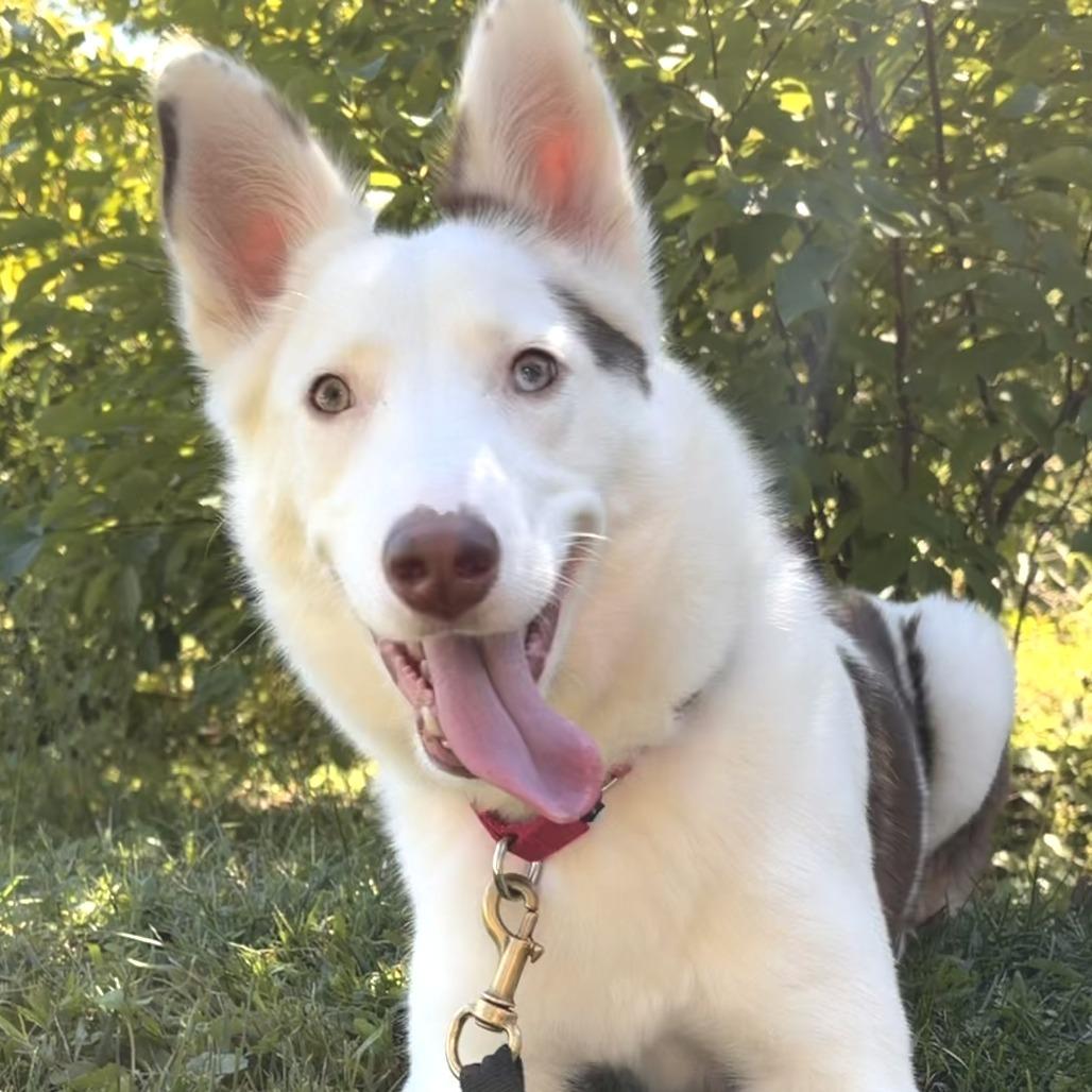 Enlarge Hazel, a Adoptable mixed breed in Briarcliff Manor, NY image 4/6
