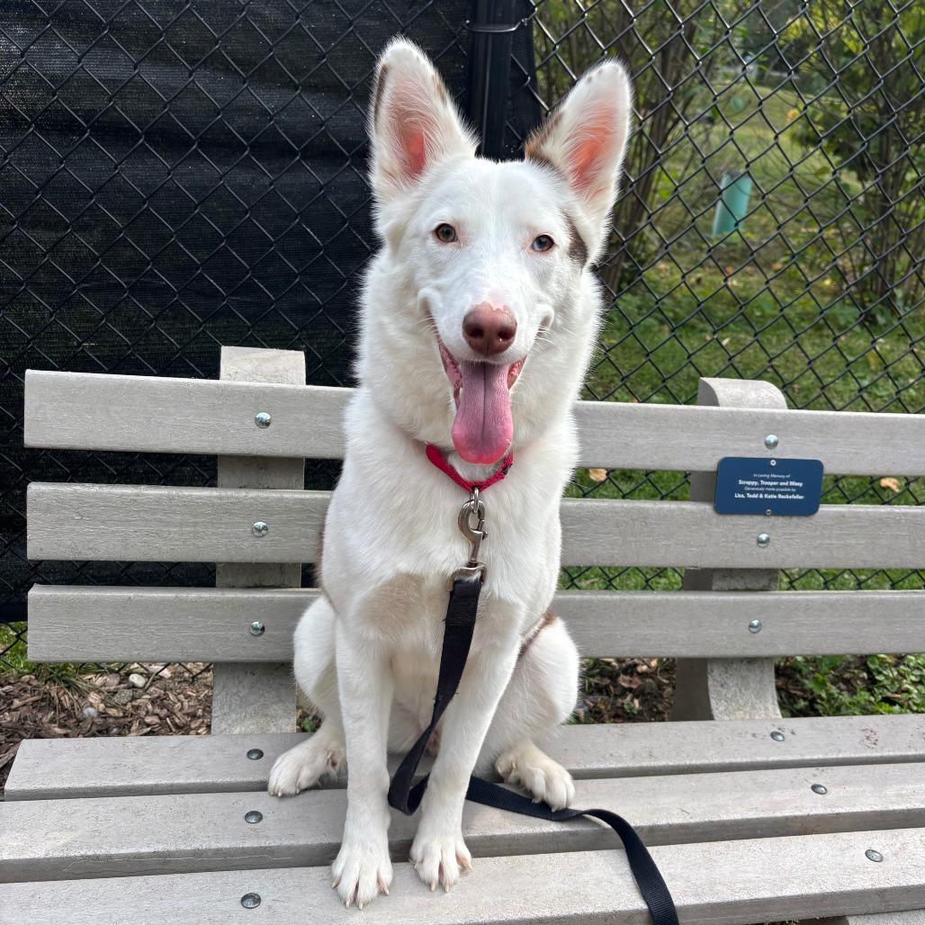 Enlarge Hazel, a Adoptable mixed breed in Briarcliff Manor, NY image 5/6