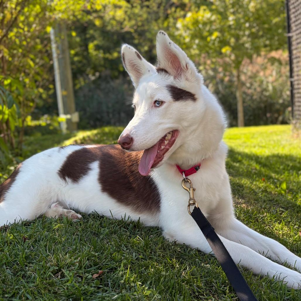 Enlarge Hazel, a Adoptable mixed breed in Briarcliff Manor, NY image 6/6
