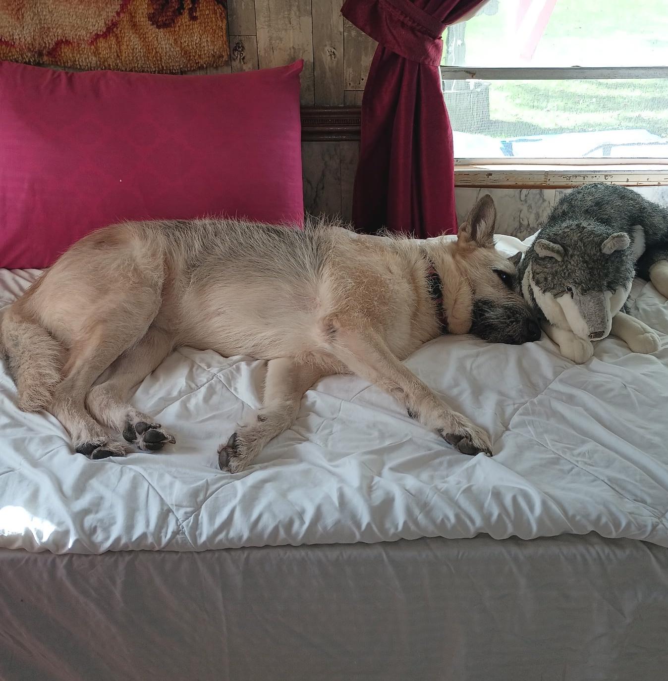 Enlarge Gigi: Adopt or Forever Foster, a Adoptable mixed breed in Rochester, NY image 2/6