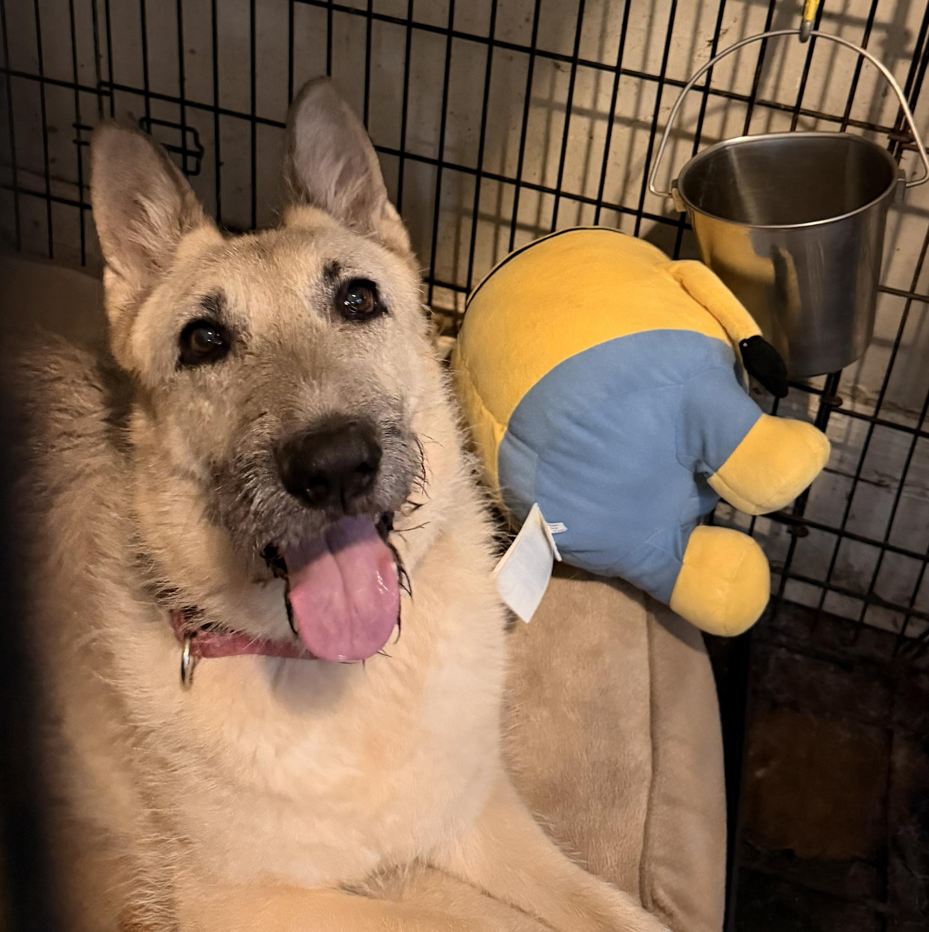 Enlarge Gigi: Adopt or Forever Foster, a Adoptable mixed breed in Rochester, NY image 3/6