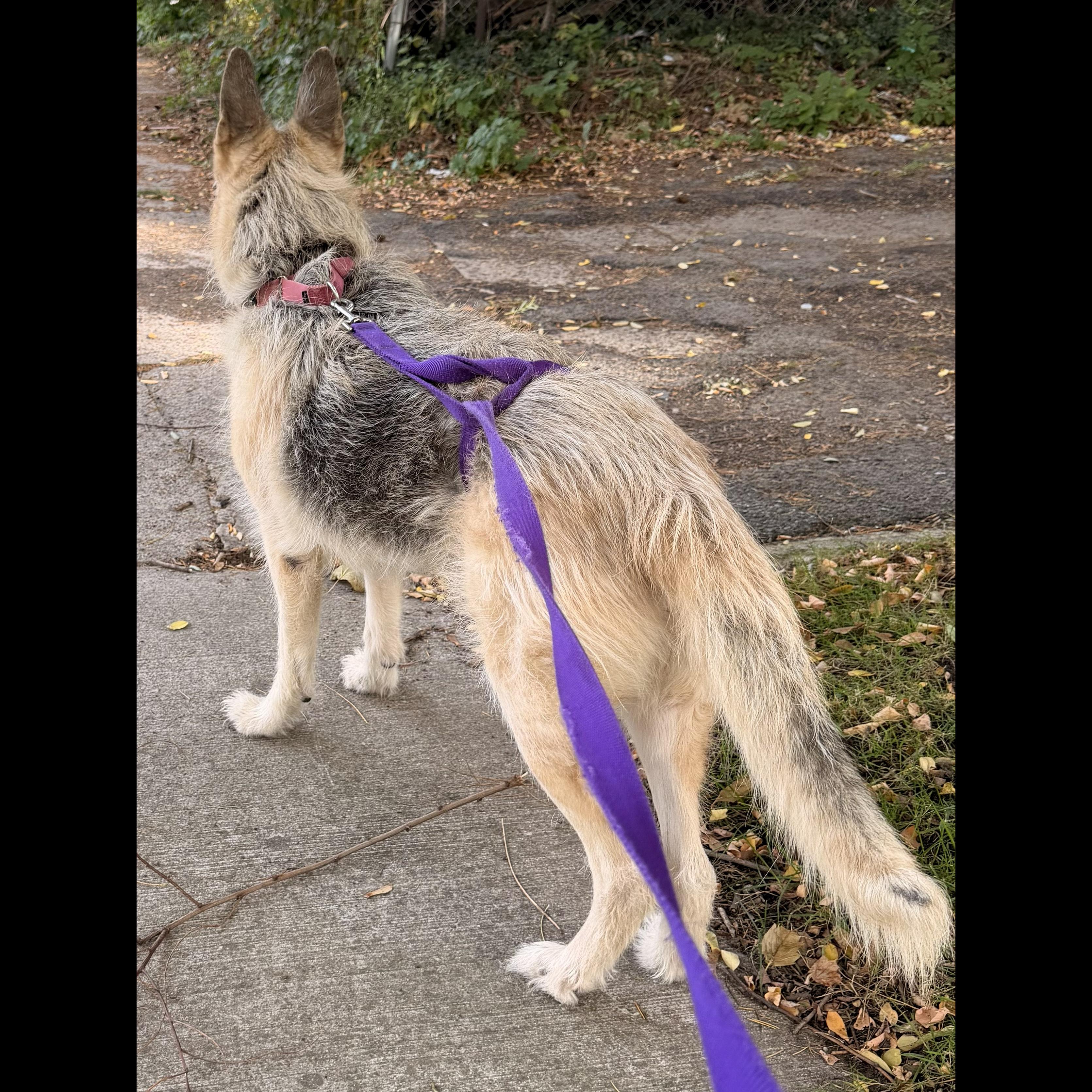 Enlarge Gigi: Adopt or Forever Foster, a Adoptable mixed breed in Rochester, NY image 4/6