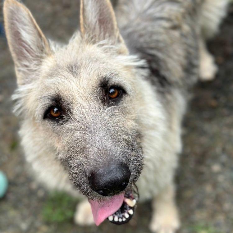 Enlarge Gigi: Adopt or Forever Foster, a Adoptable mixed breed in Rochester, NY image 3/5