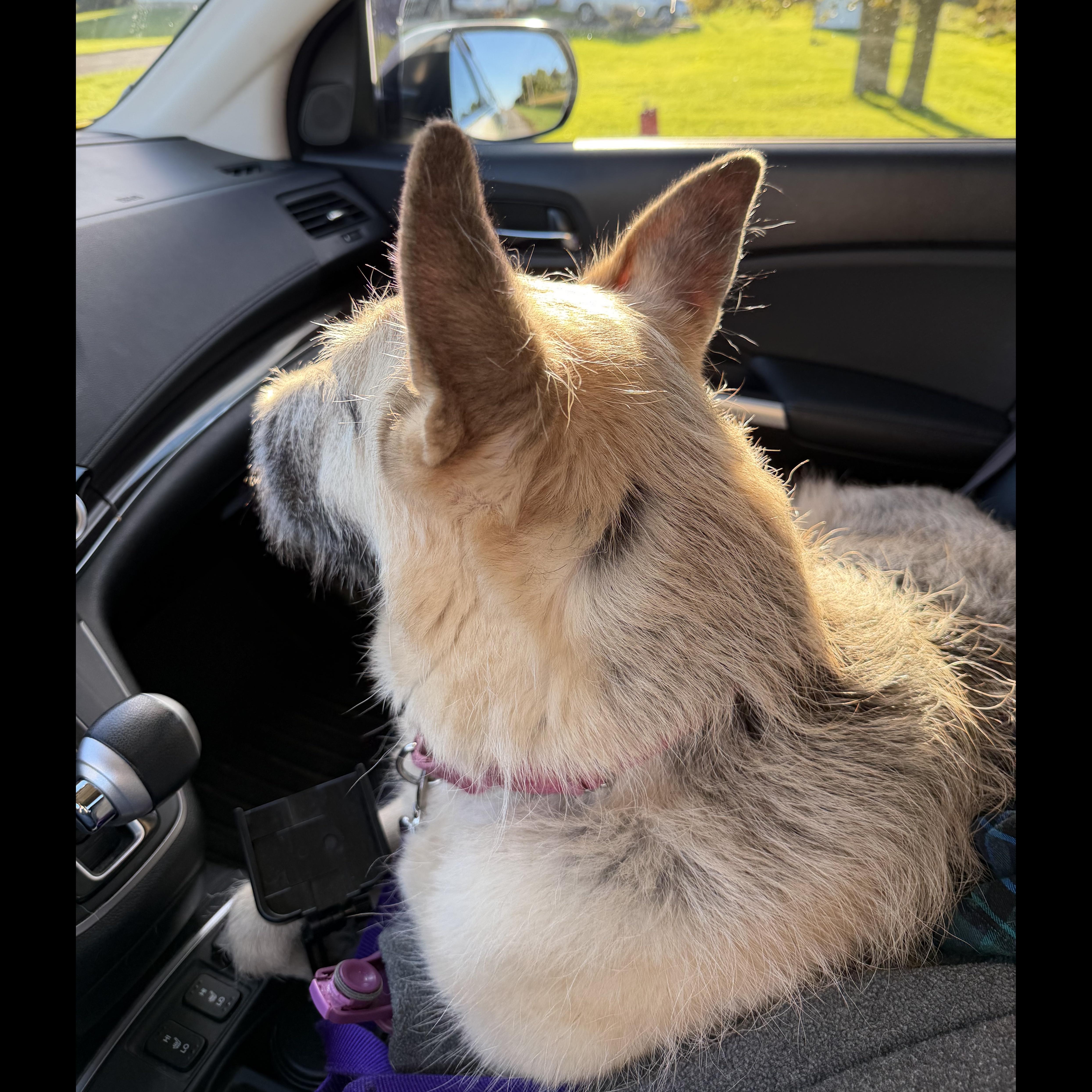 Enlarge Gigi: Adopt or Forever Foster, a Adoptable mixed breed in Rochester, NY image 5/6