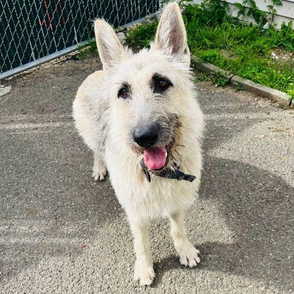 Enlarge Gigi: Adopt or Forever Foster, a Adoptable mixed breed in Rochester, NY image 4/5