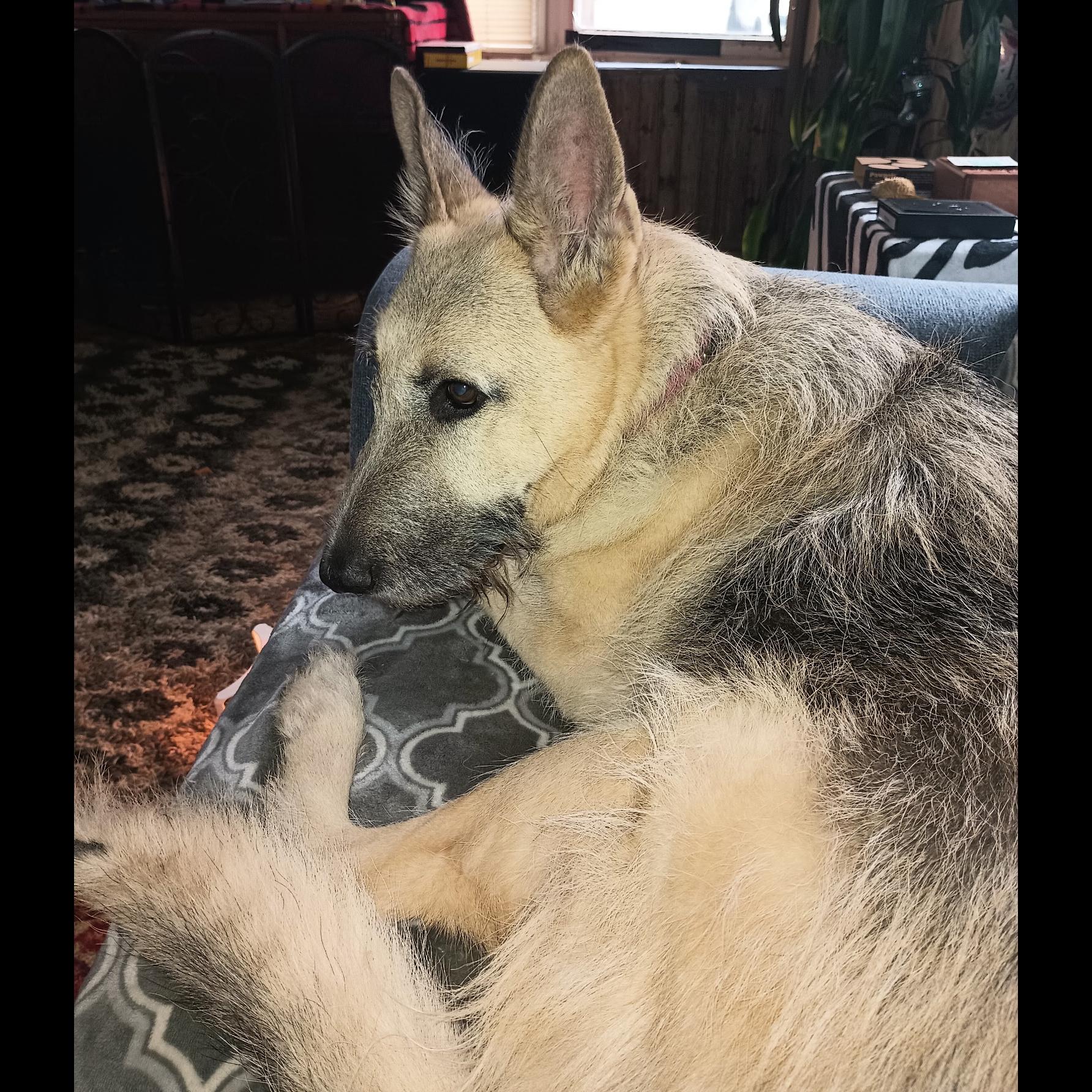 Enlarge Gigi: Adopt or Forever Foster, a Adoptable mixed breed in Rochester, NY image 6/6