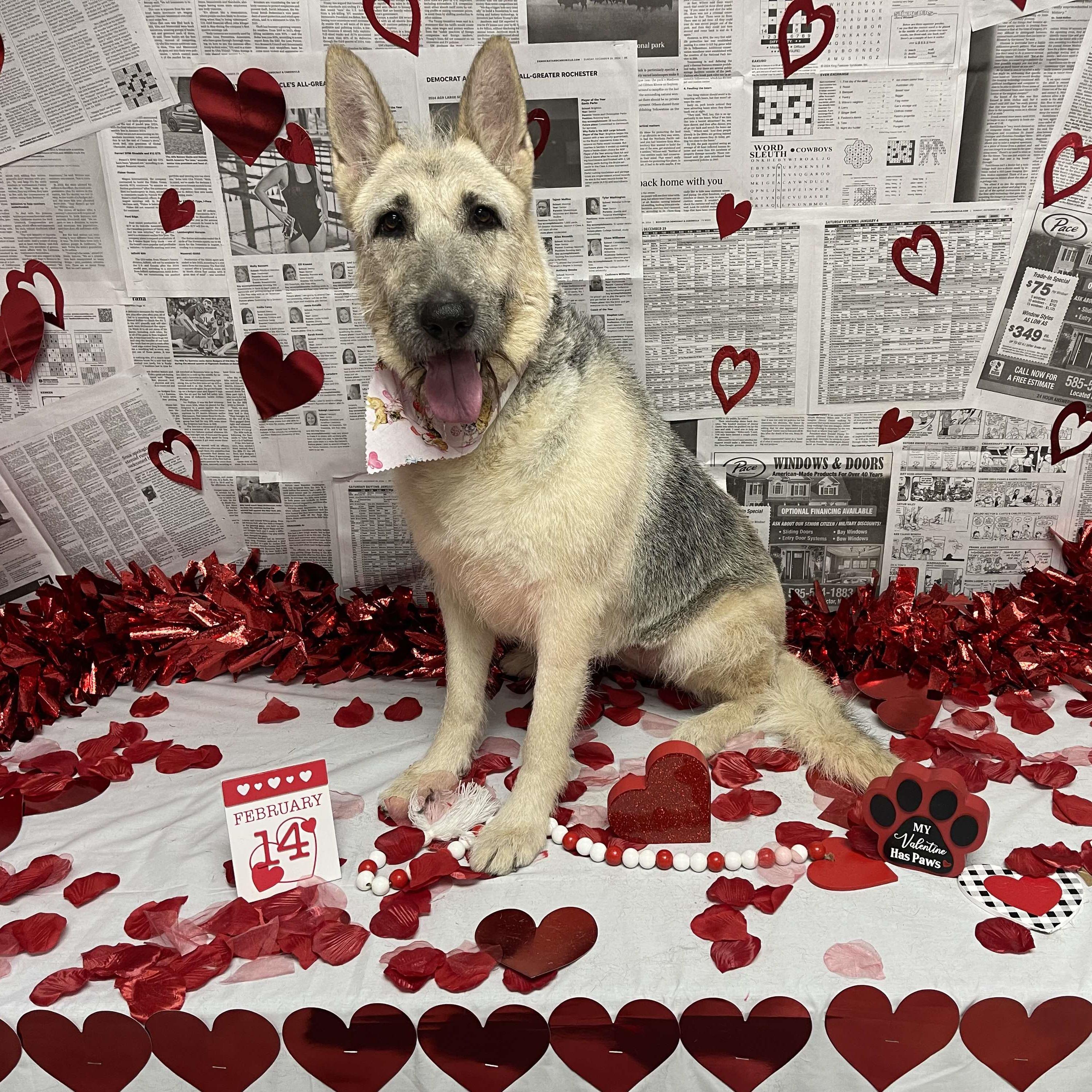 Enlarge Gigi: Adopt or Forever Foster, a Adoptable mixed breed in Rochester, NY image 5/5
