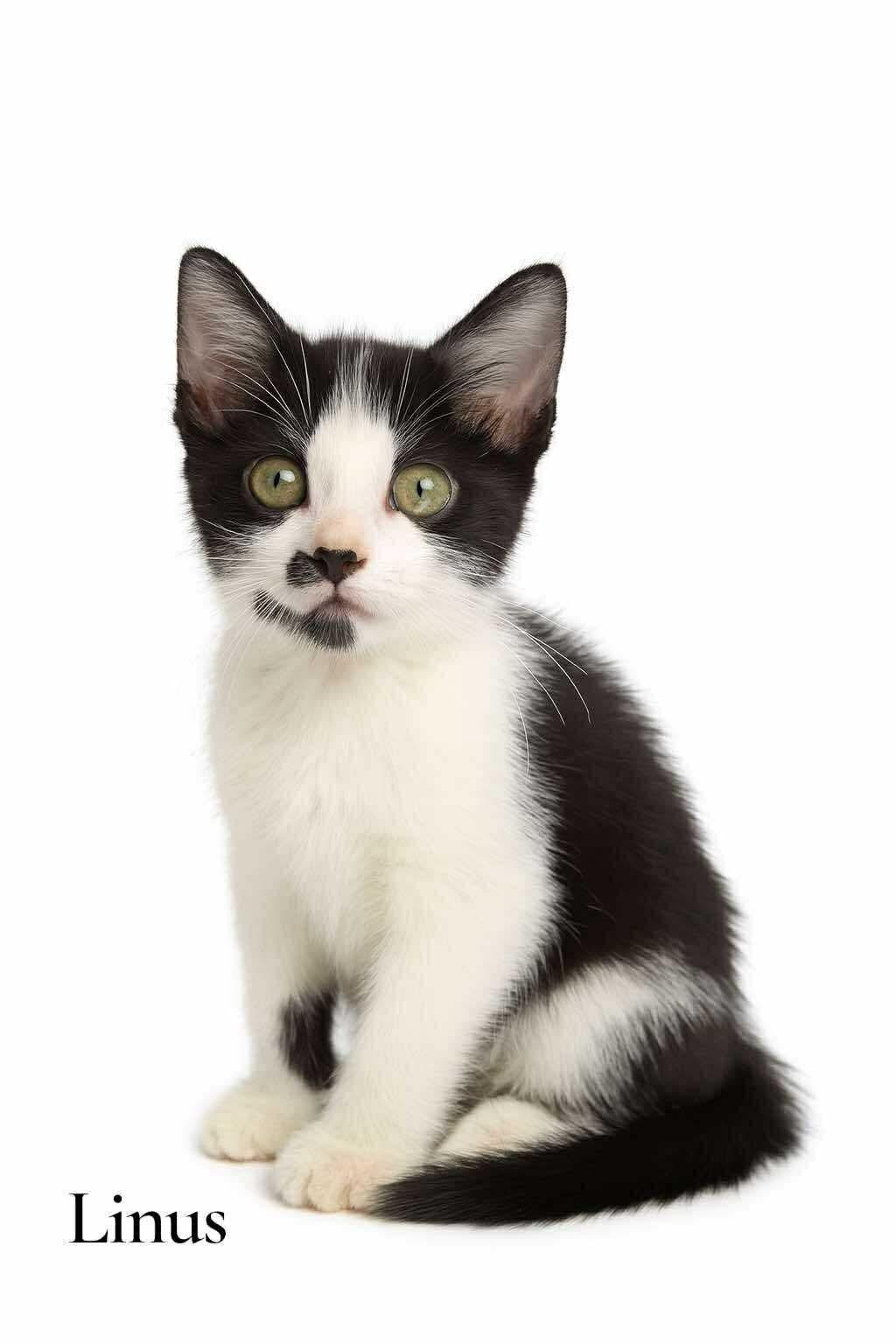 Enlarge Linus, a Adoptable Domestic Short Hair in Stevensville, MI image 1/1