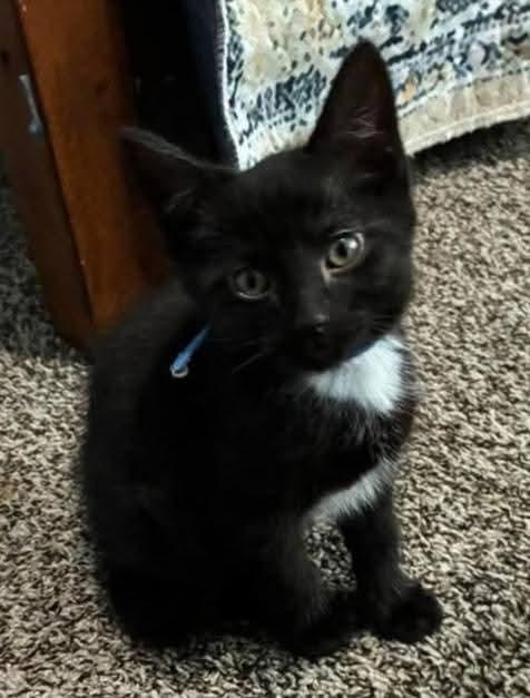 Sniffy, Adoptable, Kitten Male Domestic Short Hair.
