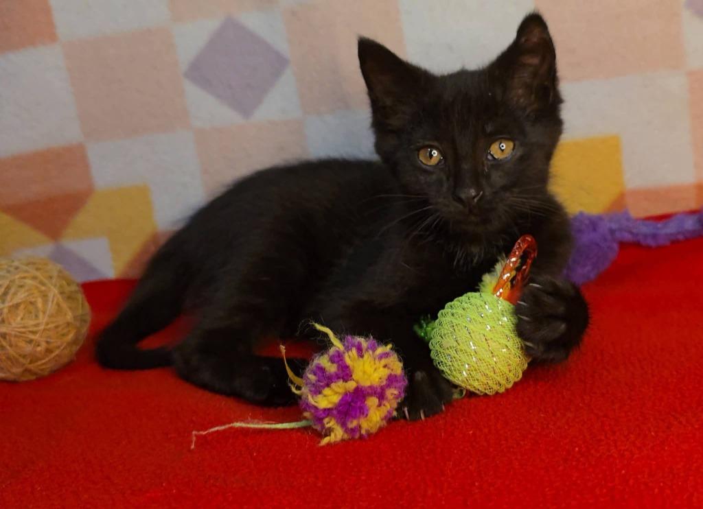 Enlarge Sniffy, a Adoptable mixed breed in Miami, OK image 2/4